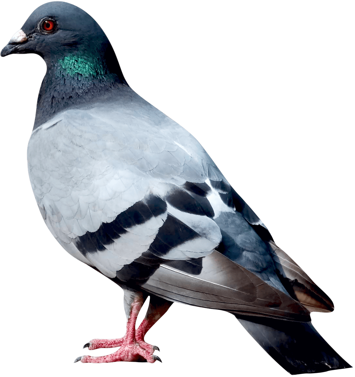 pigeon